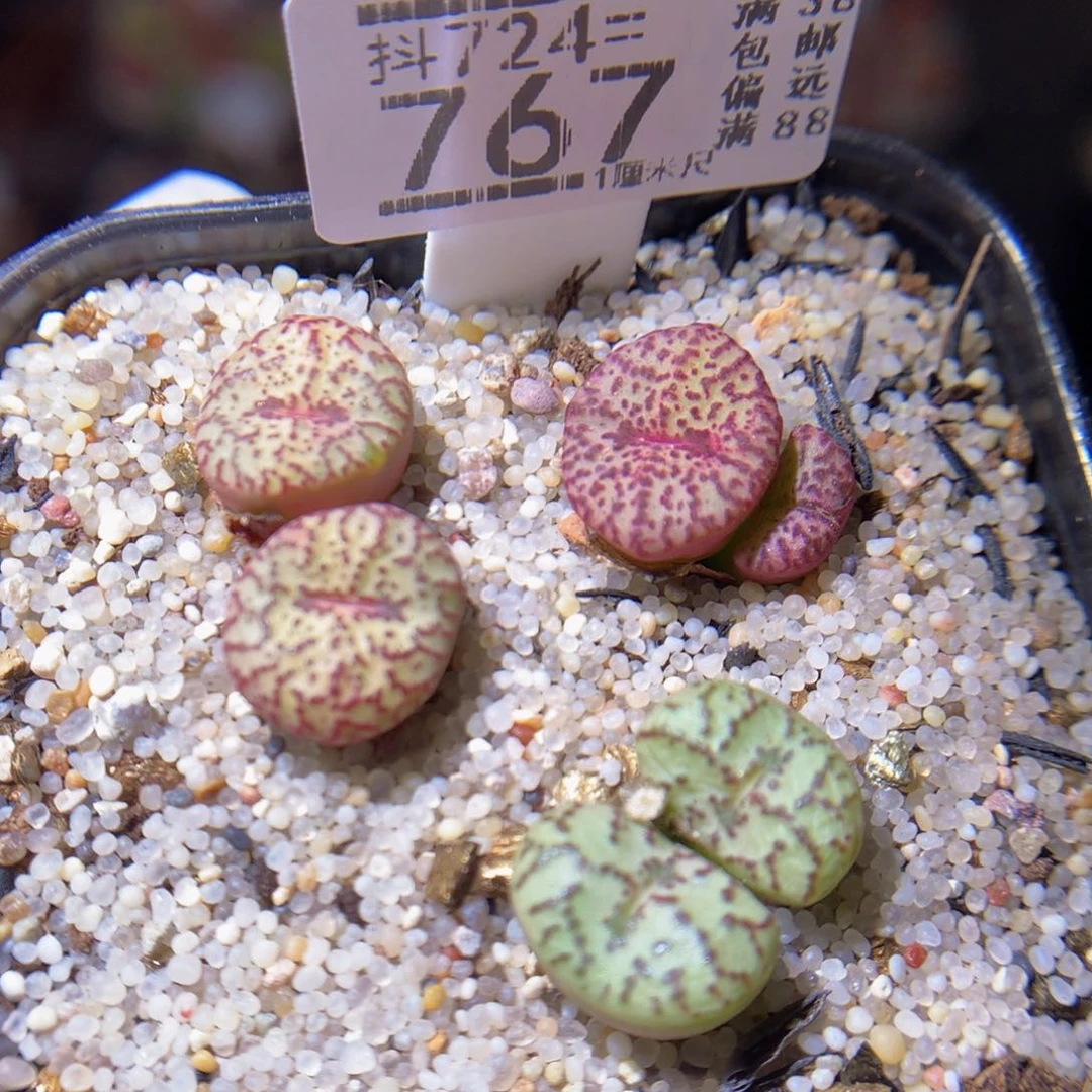 绝绝子生石花724.767
