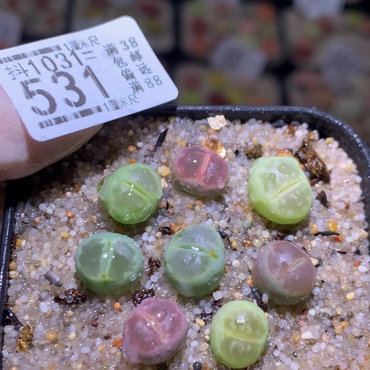 精品生石花1031.531
