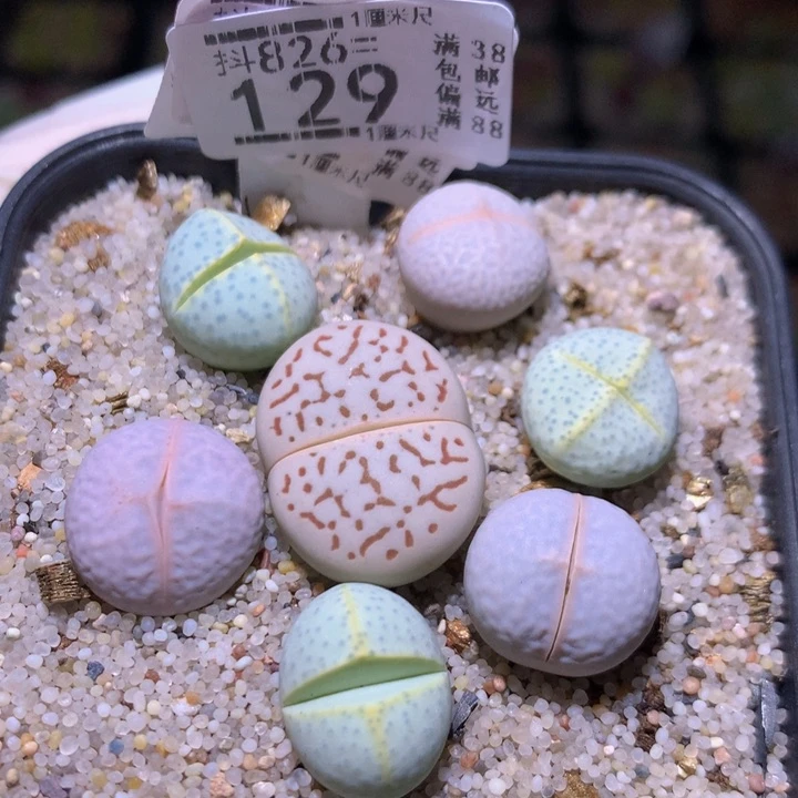 精品生石多肉826.129