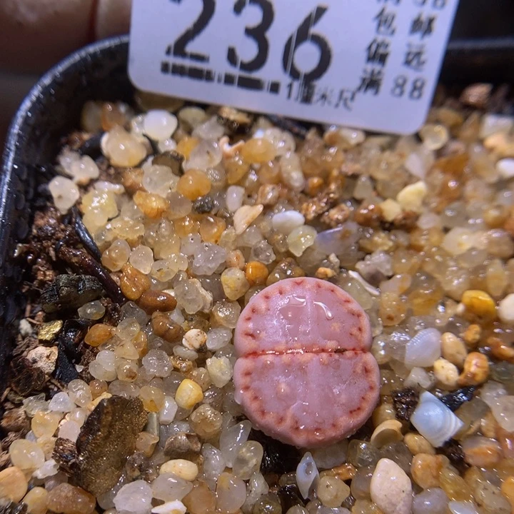 精品生石花816.236