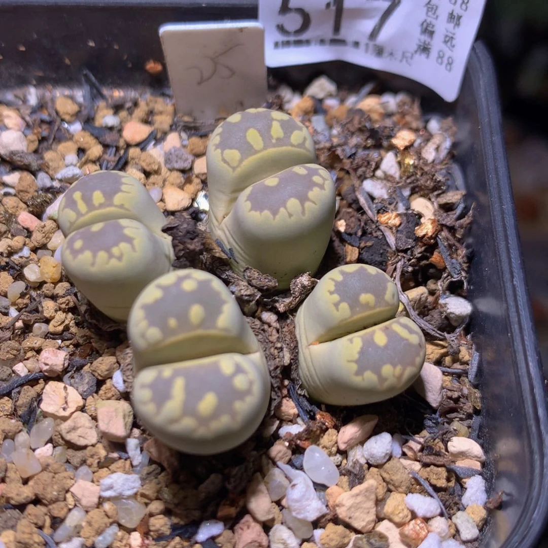 雨*?精品生石花725.517