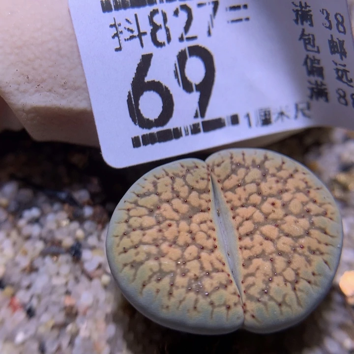 精品生石花827.69