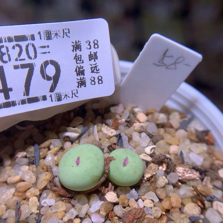 精品生石花820.479