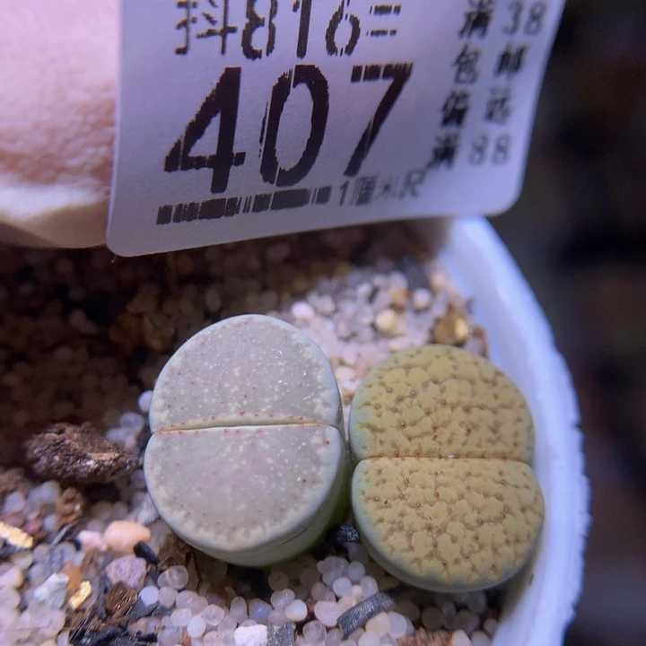精品生石花816.407