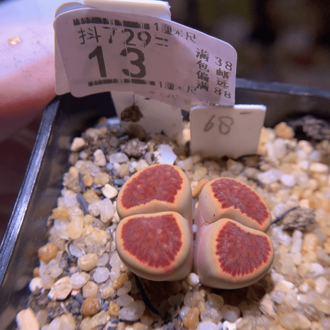 精品生石花729.13