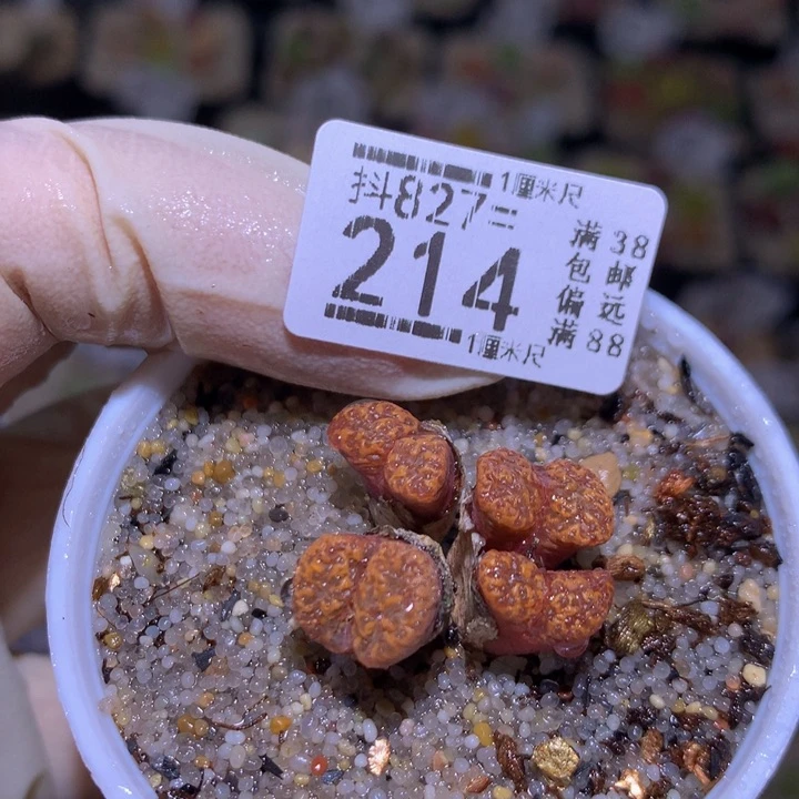 精品生石花827.214