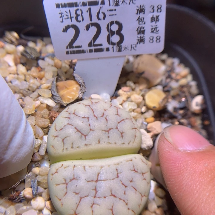 精品生石花816.228
