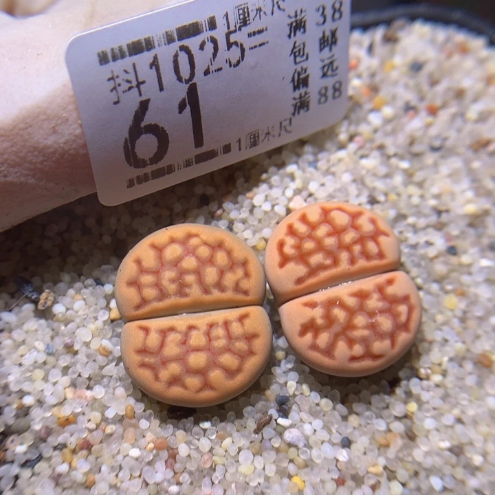 精品生石花1025.61