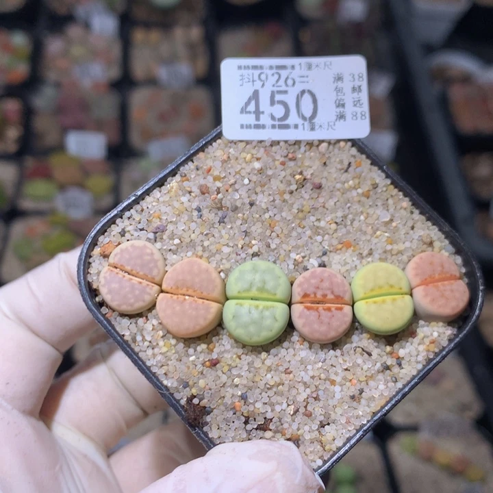 精品生石花926.450