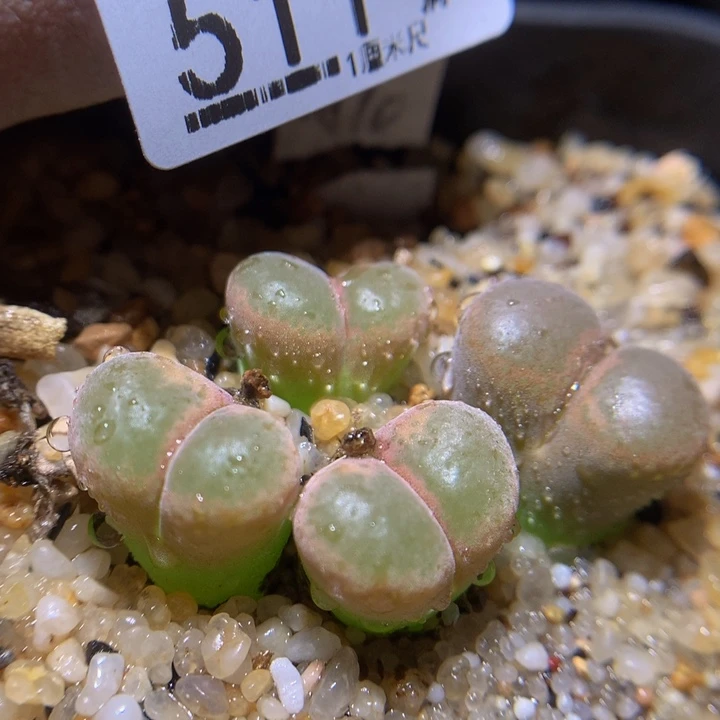 精品生石花826.511