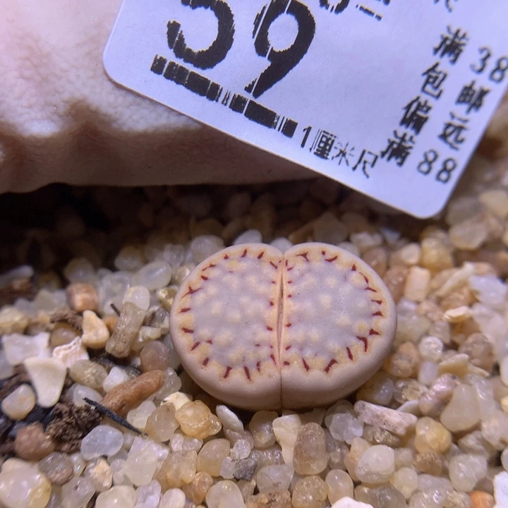 精品生石花828.59