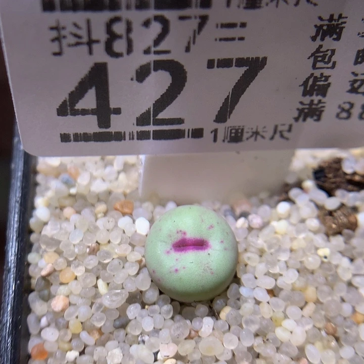 精品生石花827.427贝特芬