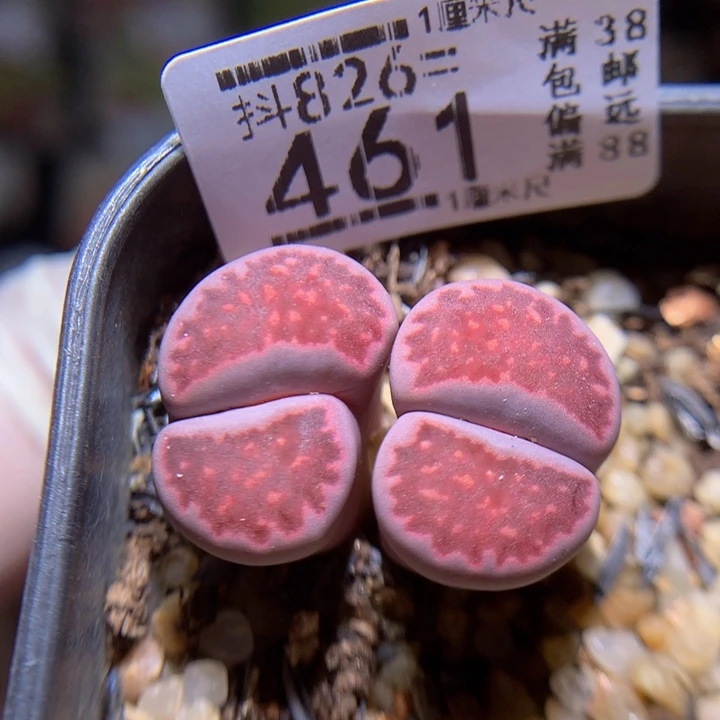 好好看的生石花826.461
