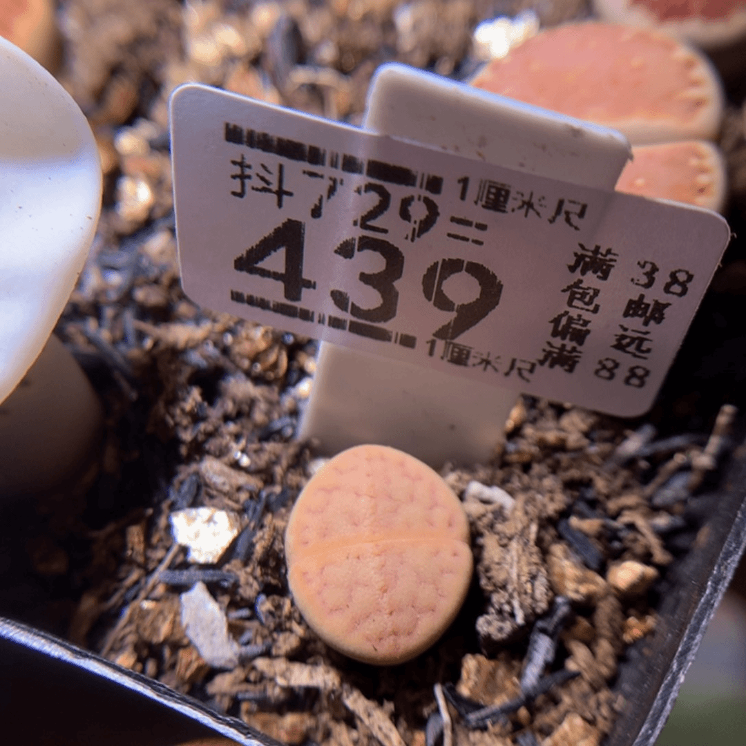 精品生石花729.439