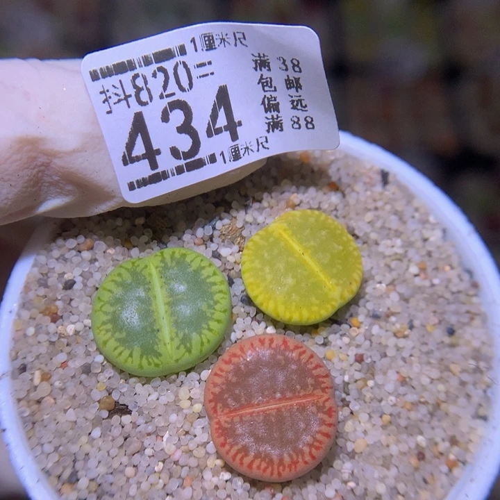 好看生石花820.434