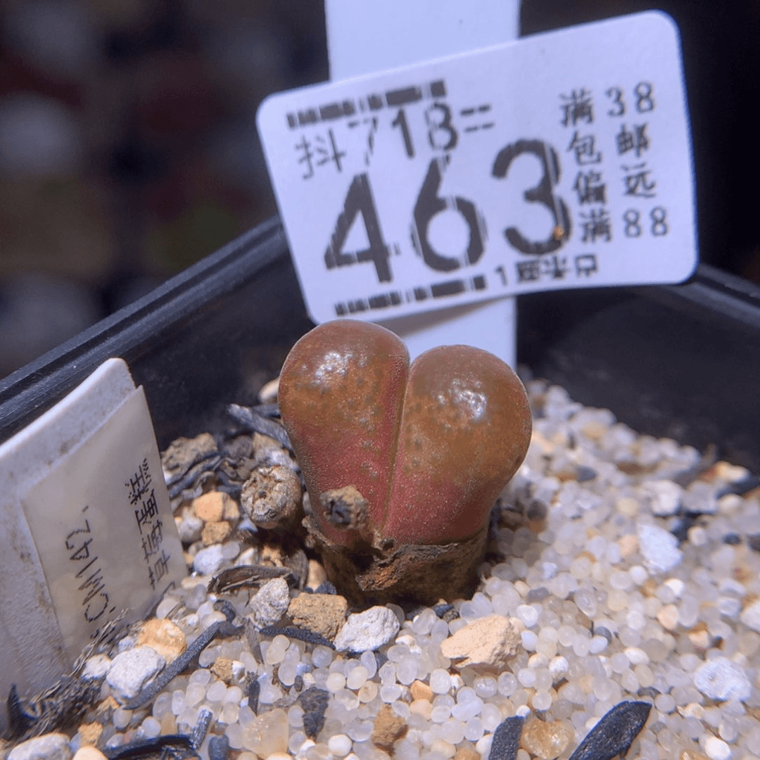 精品生石花718.463草莓