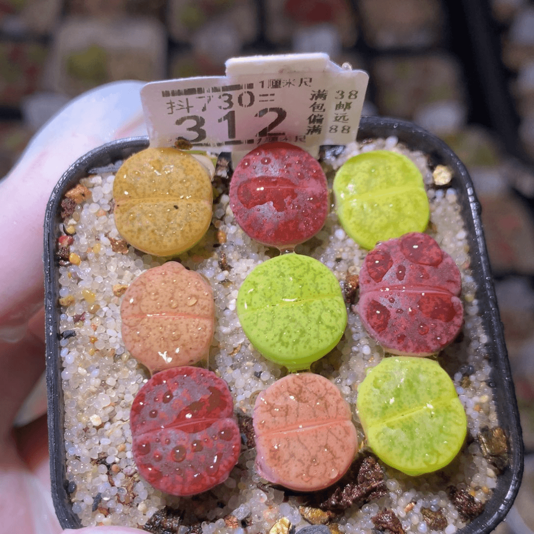 精品生石花730.312