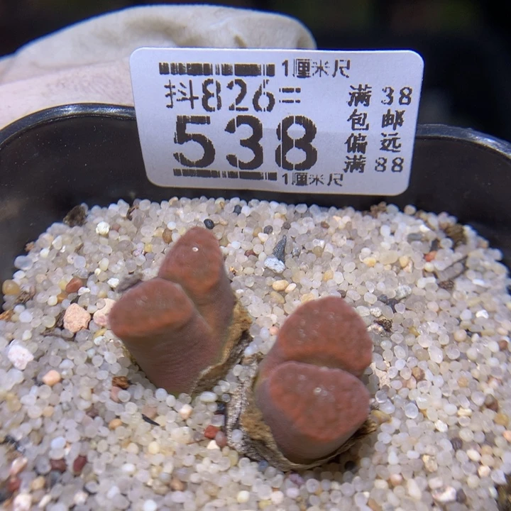 精品生石花826.538