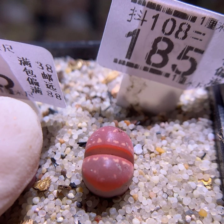 精品生石花108.185