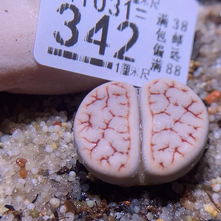 精品生石花1031.342