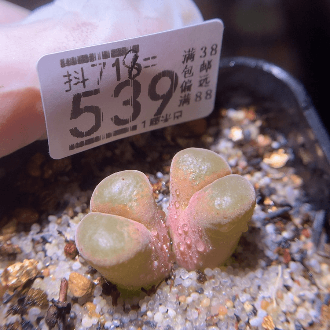 精品生石花718.539