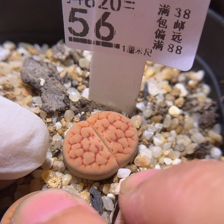 精品生石花820.56