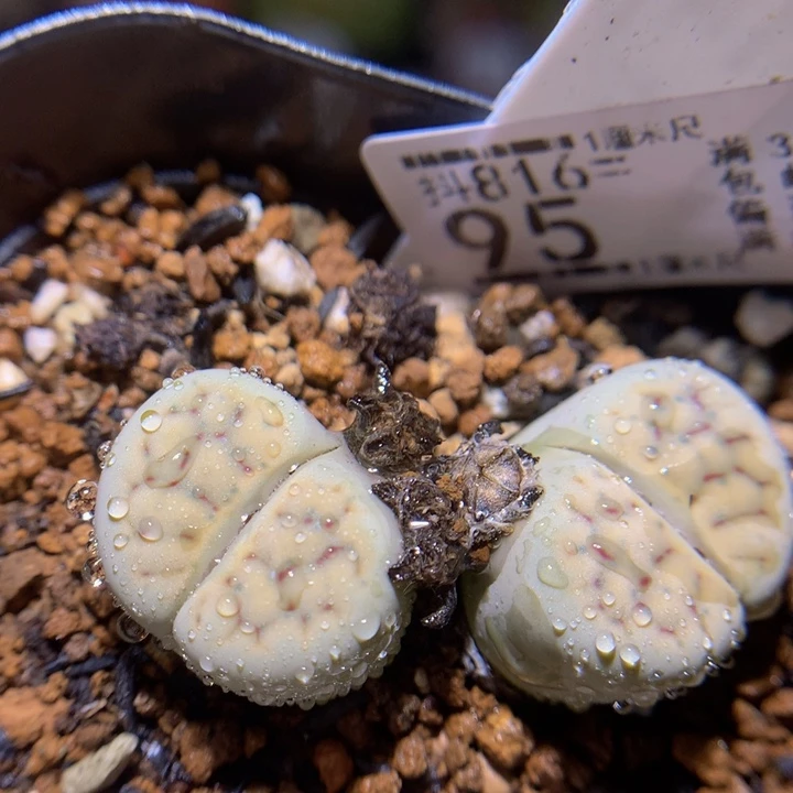 精品生石花816.95