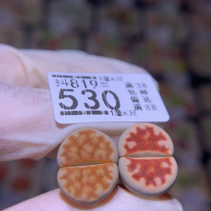 安*精品生石花819.530