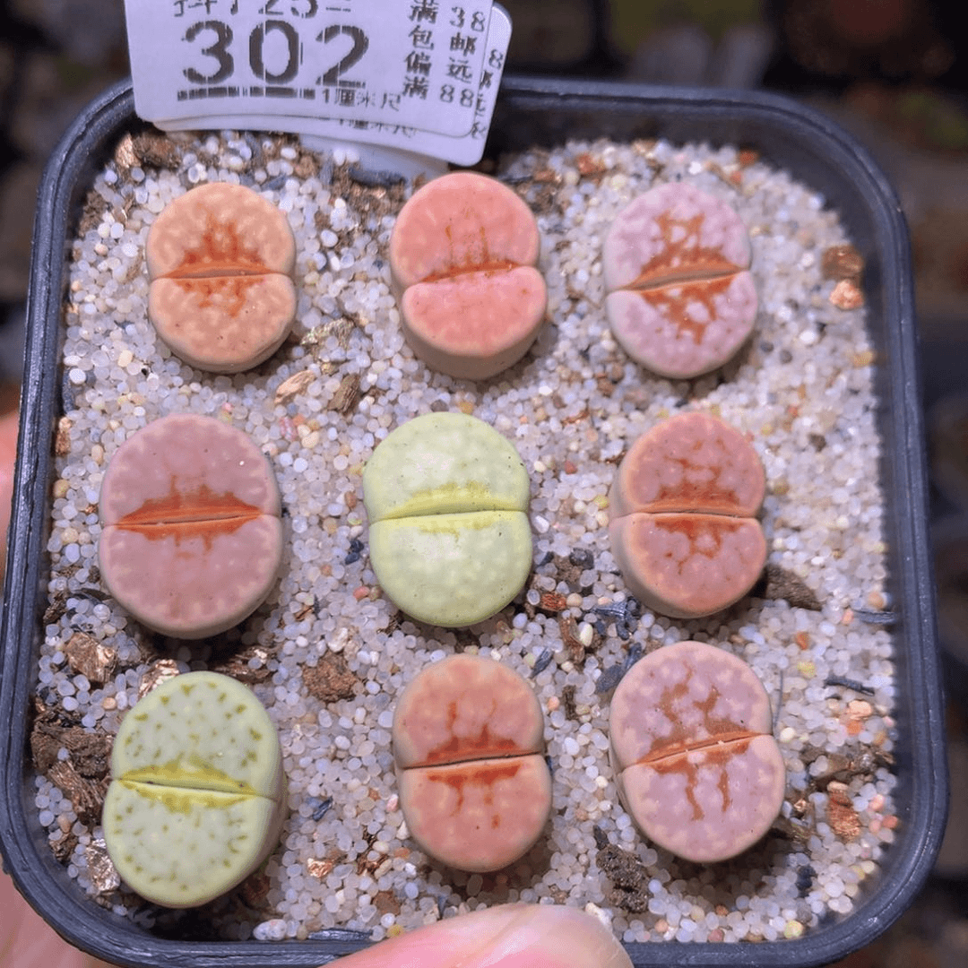 精品生石花725.302