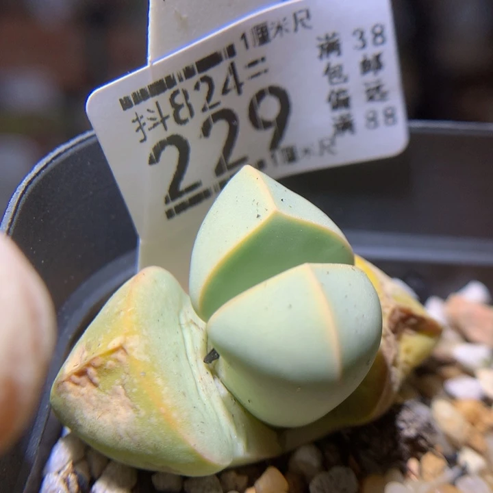 浪漫的爱情故事824.229