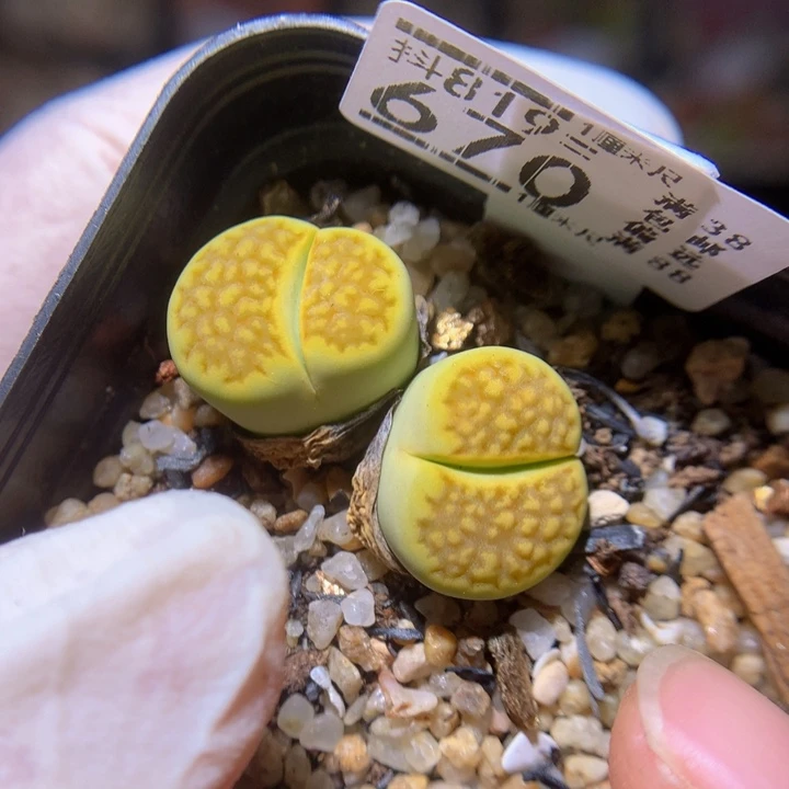 绝绝子生石花819.670