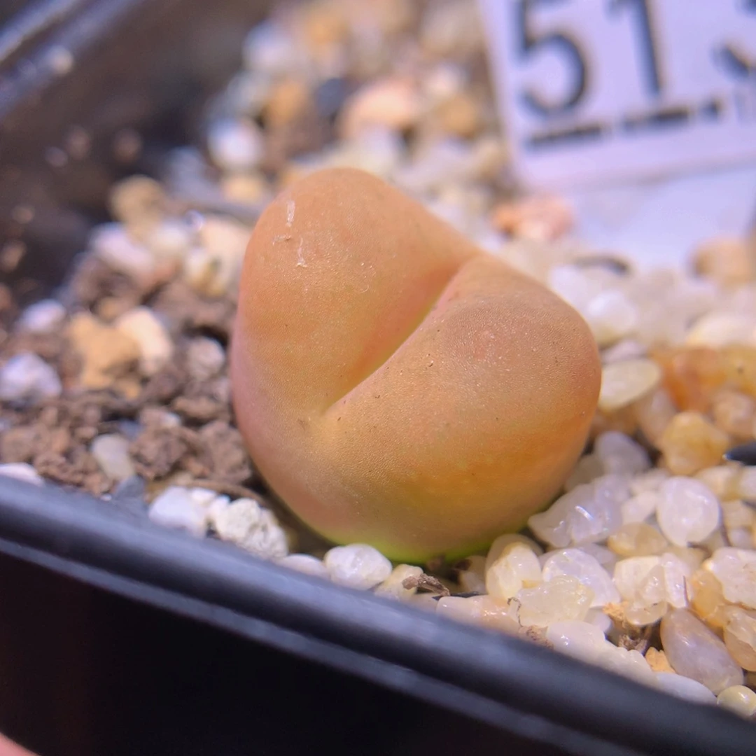 精品生石花725.513