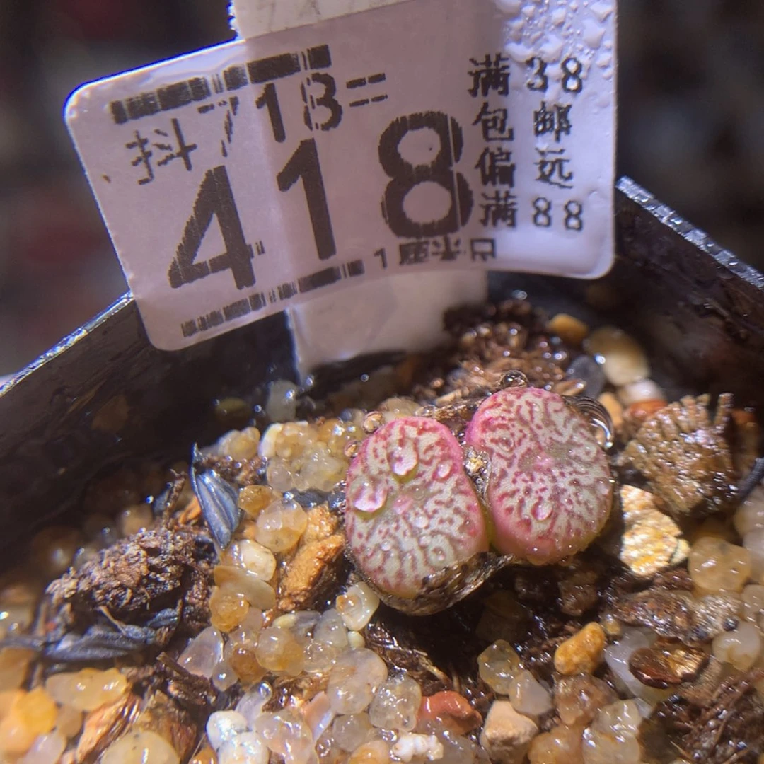 精品生石花718.418