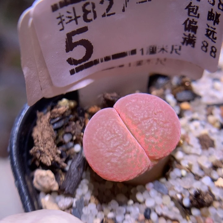 精品生石花827.5