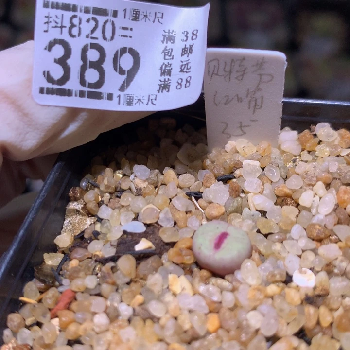 猫*.精品生石花820.389