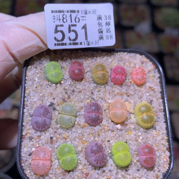 精品生石花816.551