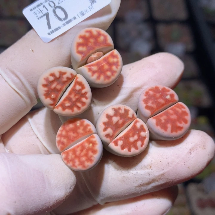 L****.精品生石花1025.70