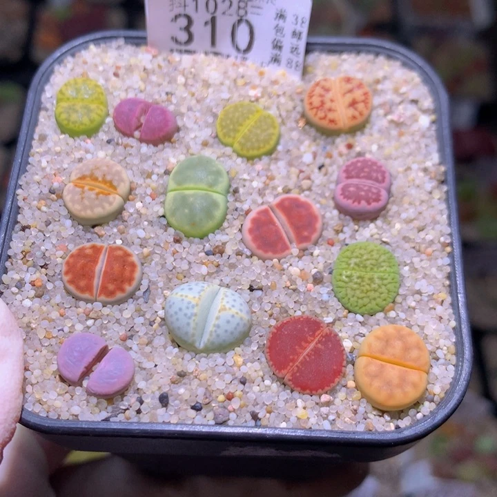 精品生石花1028.310