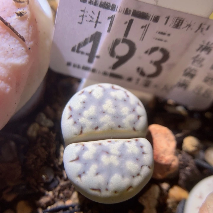 精品生石花111.493