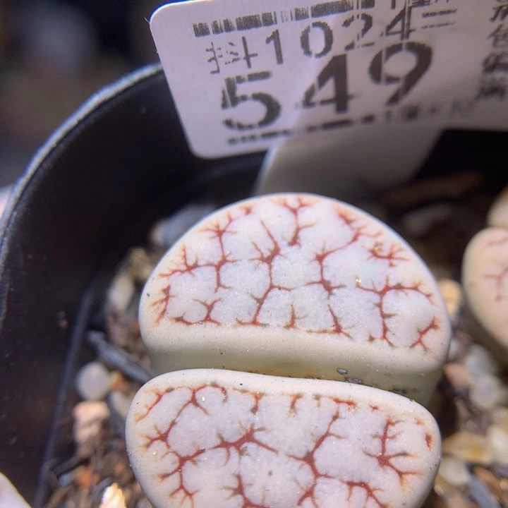 精品生石花1024.549