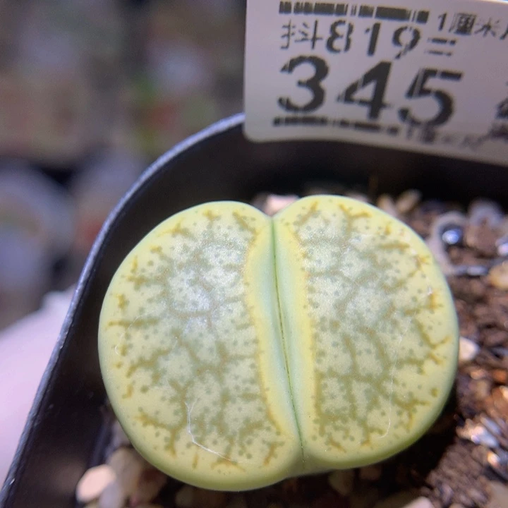 精品生石花819.345