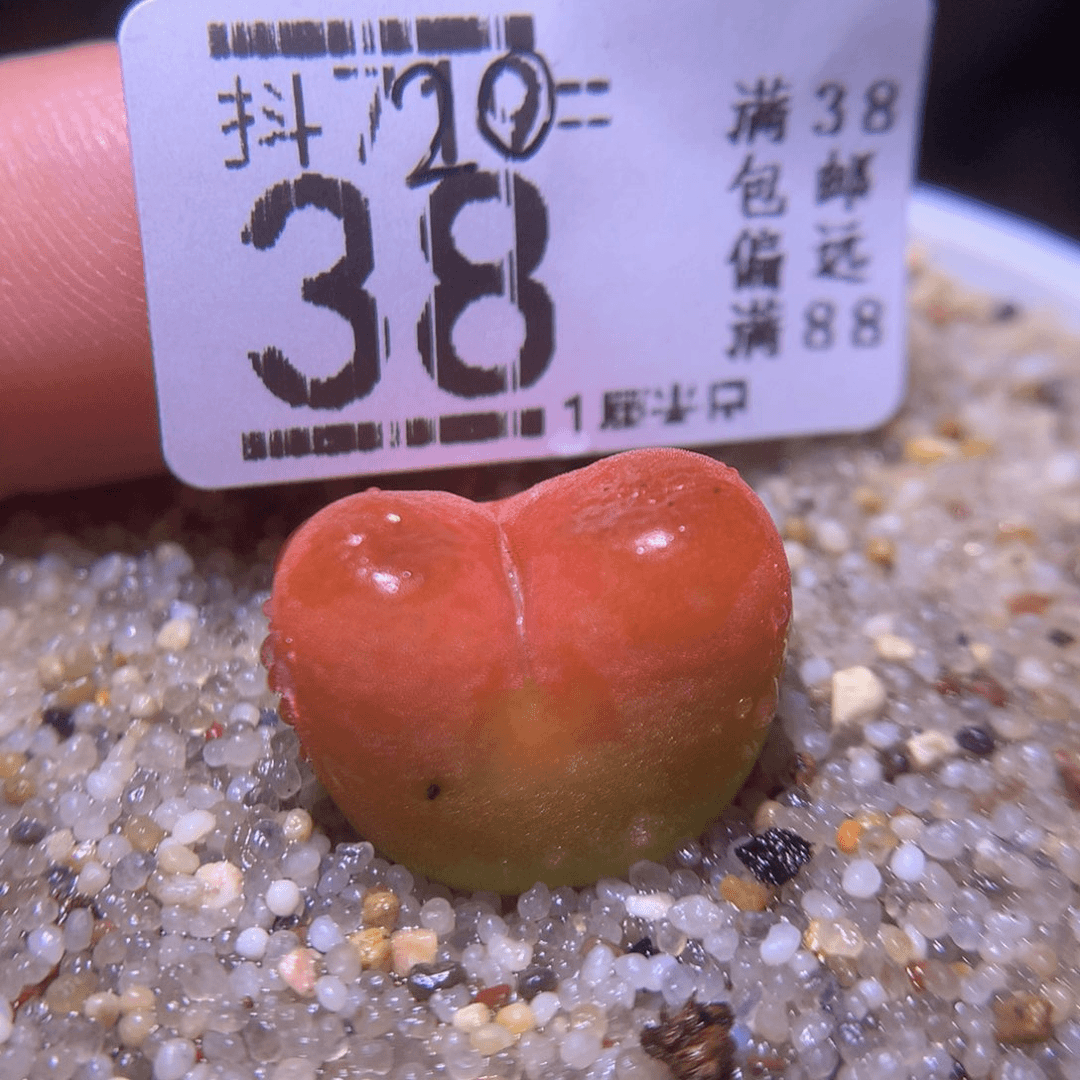 精品生石花720.38