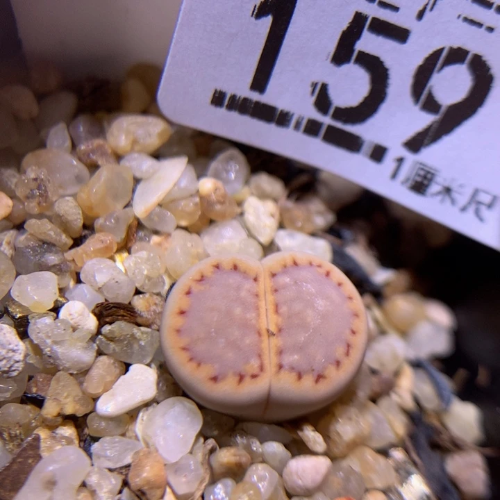 精品生石花827.159