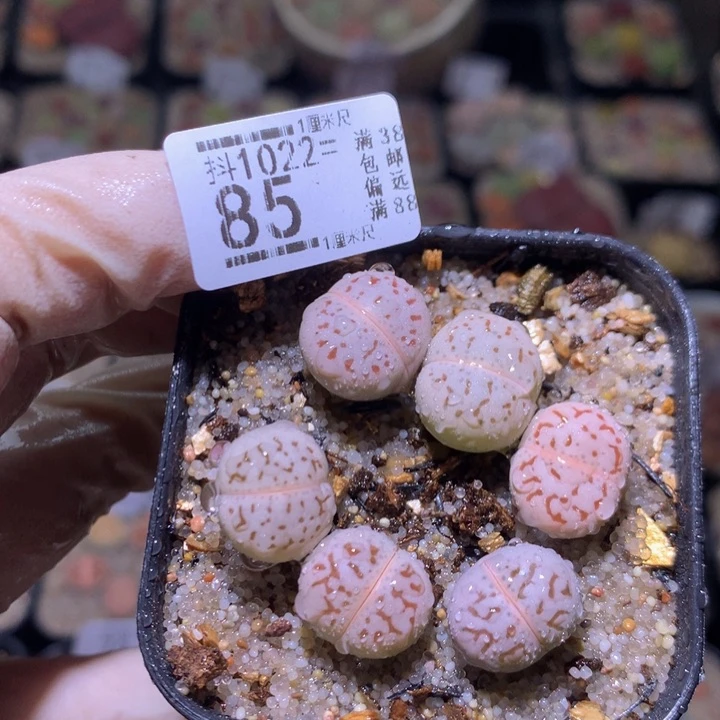 精品生石花1022.85