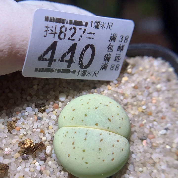 精品生石花827.440