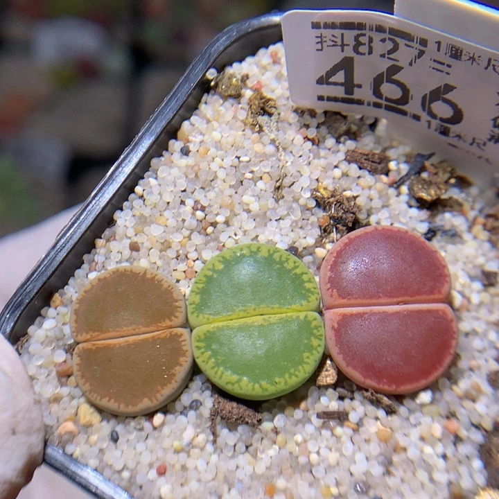 精品生石花827.466