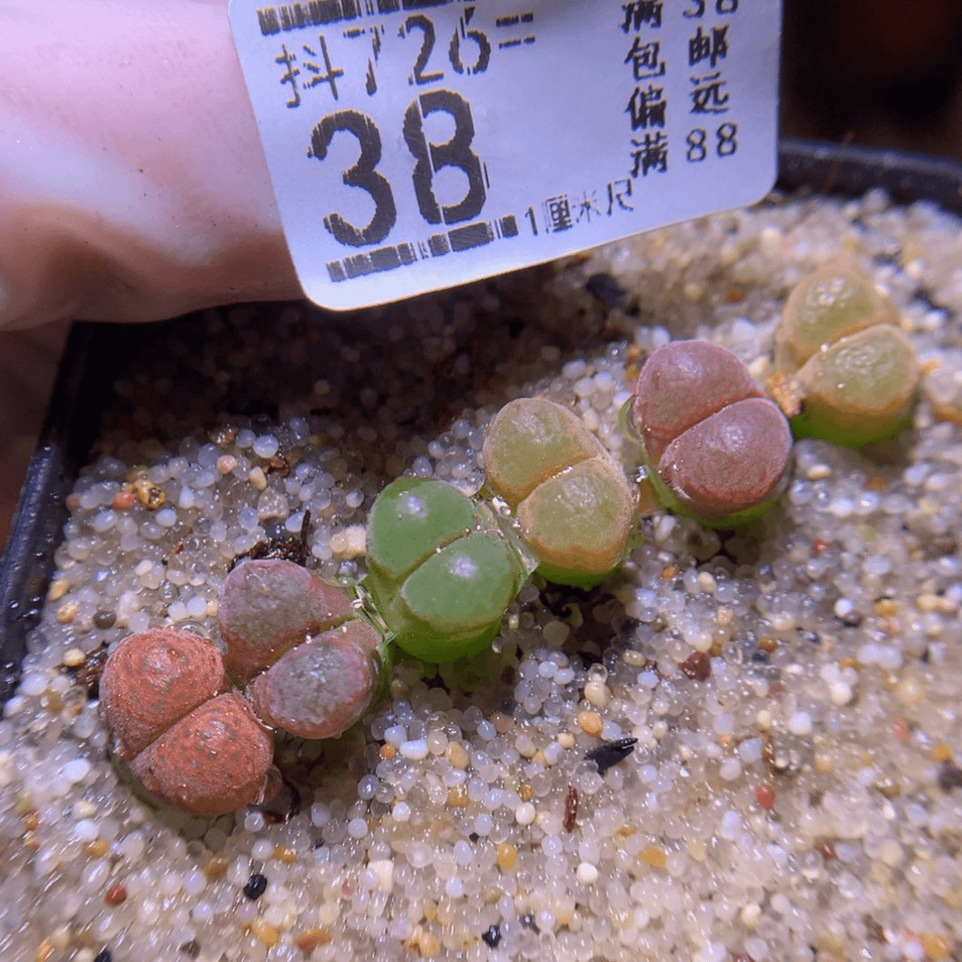 精品生石花726.38