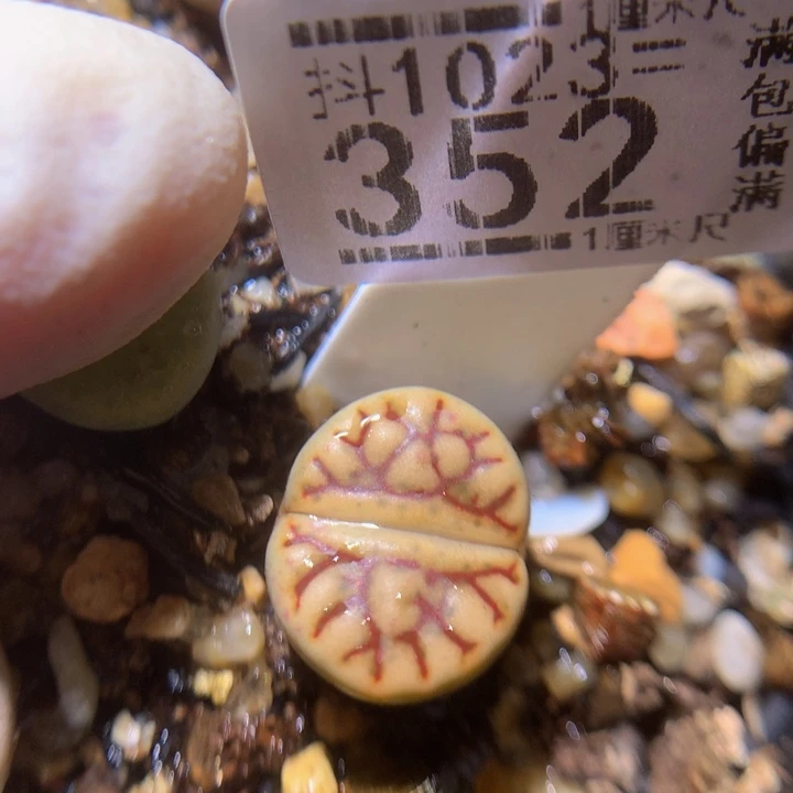 精品生石花1023.352