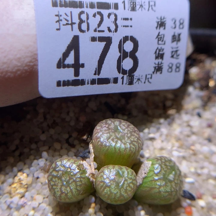 美美哒石石花823.478