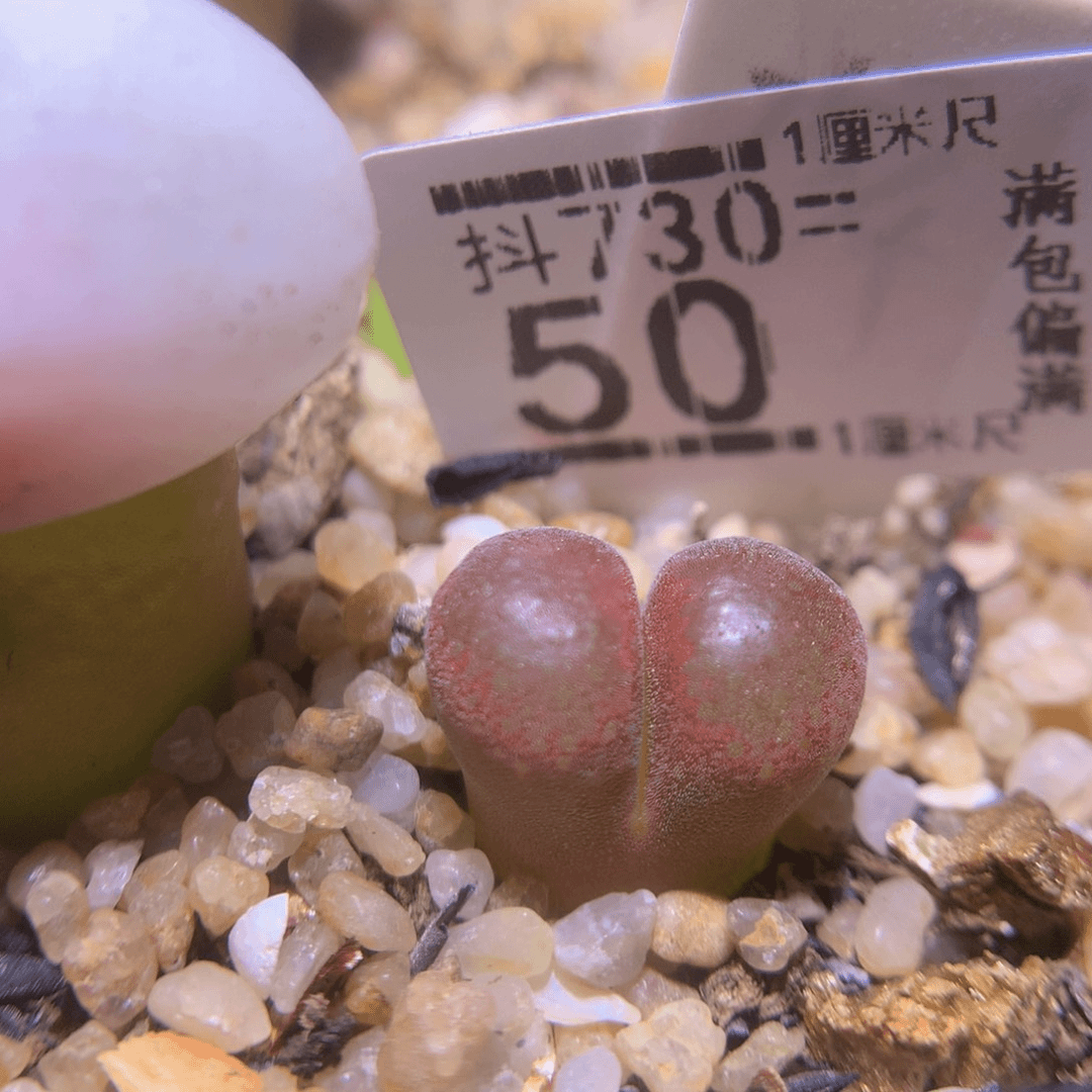 精品生石花730.50
